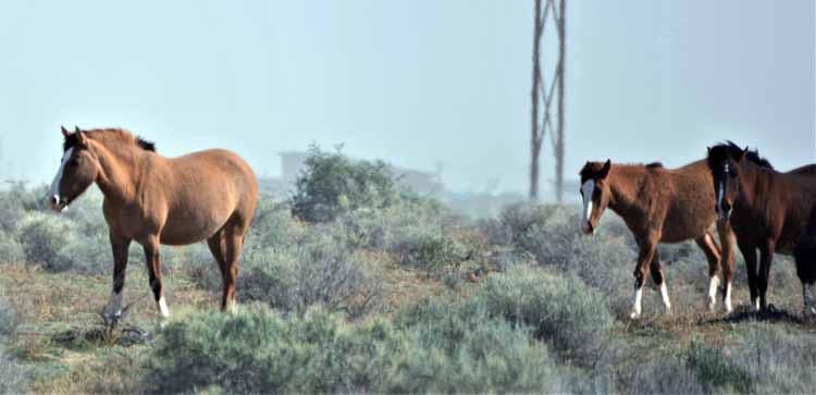 mustangs